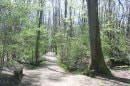 Forêt de Gif-sur-Yvette